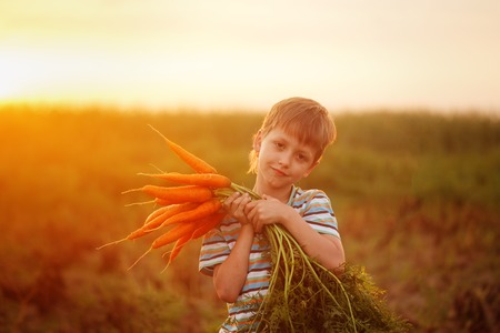Cute little kid boy picking carrots in domestic garden on the sunset.の写真素材