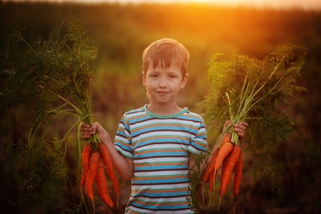 Cute little kid boy picking carrots in domestic garden on the sunset.の写真素材