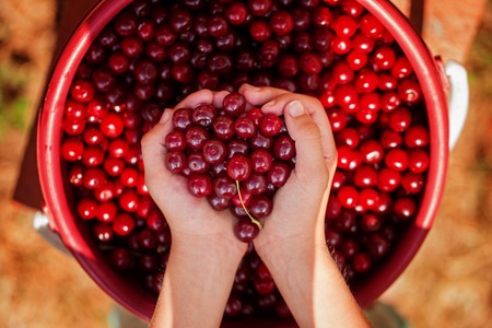 Child's hand holding a red sweet cherries