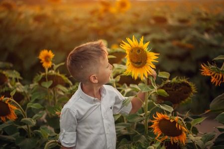 Happy cute boy on the field of sunflowers in summer sunsetの写真素材
