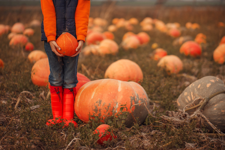 Child holding orange pumpkin on pumpkin field at fallの写真素材