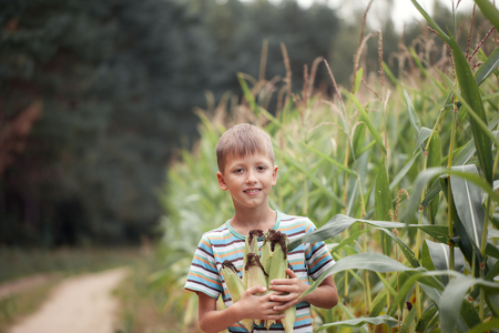 Kid boy holding and picking corn on farm in field, outdoors. Corn harvest.の写真素材