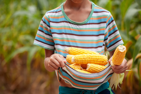 Little Farmers hands with fresh corn. Organic vegetables. Corn harvest.の写真素材