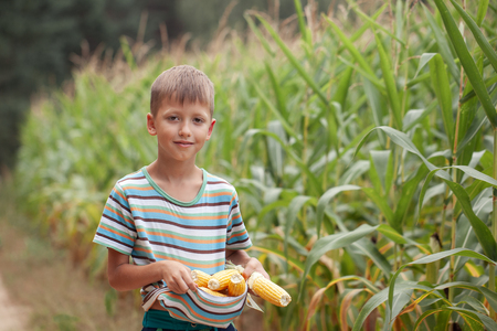 Kid boy holding and picking corn on farm in field, outdoors. Corn harvest.の写真素材