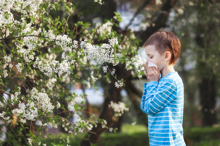 Boy sneezes in the park against the background of a flowering tree because he is allergic . Allergy to pollen concept.の写真素材