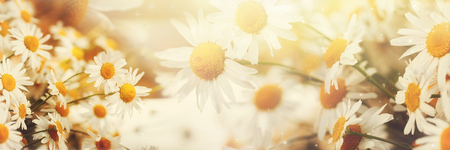 Camomile flowers on nature background, in morning light in spring summer outdoors. Banner.の写真素材