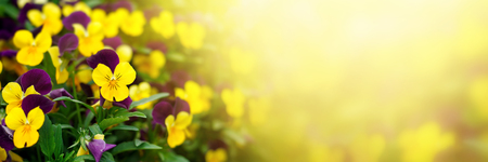 Flowering purple pansies in the garden in morning light in spring summer outdoors. Banner.Natural summer background with soft blurred focus.の写真素材