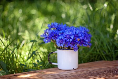 Summer beautiful bouquet blue corn flowers in white pot on green nature background.の写真素材