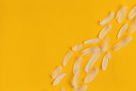 Background with soft white feathers pattern on yellow backgound. Abstract background.の写真素材