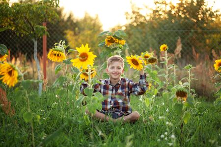 Happy Child boy sitting in garden sunflower on sunset summer day.の写真素材
