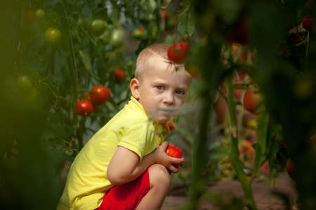 Portrait smiling kid boy collects a harvest of red ripe tomatoes in the greenhouse.の写真素材