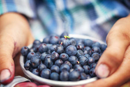 Kid hand holding bowl cup of freshly picked wild blueberries against bokeh green forest background