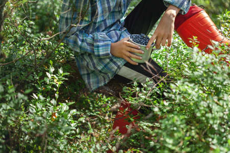 Kid hand holding bowl cup of freshly picked wild blueberries against bokeh green forest backgroundの写真素材