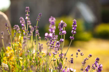 Lavender Field in the summer, close up shot with bokeh. Floral background.の写真素材