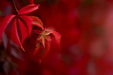 Red autumn maple leaves on a red nature background