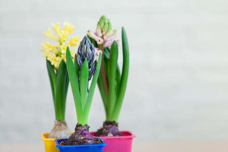 Hyacinth flowers on netural background. Awakening of spring. Beautiful blooming flowers.