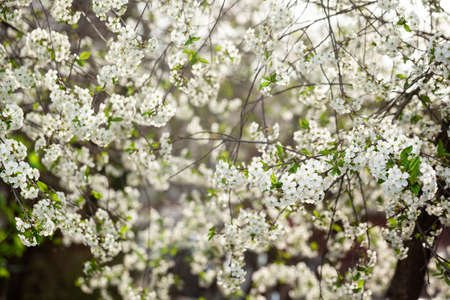 Beautiful spring branches of blossoming cherry on nature abstract background. Selective...