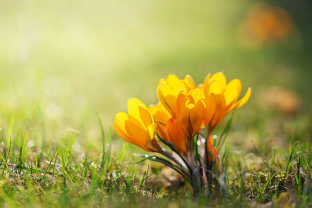 Closeup Yellow spring crocuses blossom in the beautiful morning outdoor. Spring flowers with...