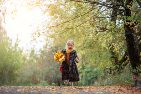 Little girl in a warm autumn coat walks, runs, whirls in the park with a bouquet of yellow maple leaves. Concept of children's happiness, joy and pleasure.の写真素材
