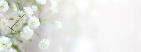 White delicate arrangement of baby's breath flowers gypsophila with copy space for text. Soft focus. Banner.の写真素材