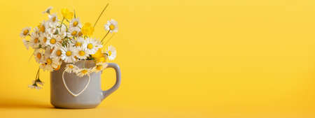 Banner. Bouquet of daisy flowers in gray cup on yellow background. Spring still life with little chamomile. Greeting card.の写真素材