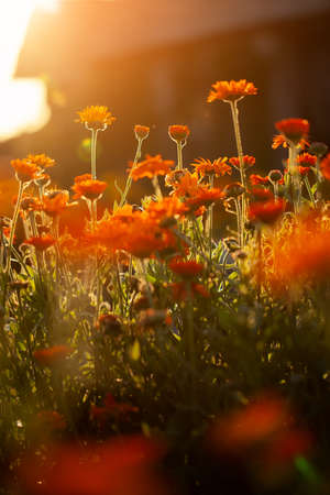 Abstract Natural summer background. Orange field flowers in the morning sun rays with soft blurred focusの写真素材