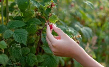 Close-up of a child's hand picking ripe fresh red raspberries in the garden. oncept of gardening and natural nutrition.の写真素材