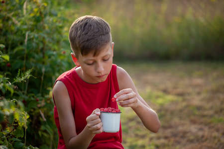 Smiling child picking and eating fresh ripe raspberries in the summer garden or backyard. Summertime harvest. Eco friendly concept.の写真素材