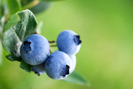 Fresh organic blueberries and green leaves on the bush on green summer nature background. Concept of...
