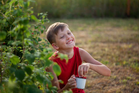 Smiling child picking and eating fresh ripe raspberries in the summer garden or backyard. Summertime harvest. Eco friendly concept.の写真素材