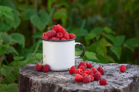Full cup of fresh raspberries ready to eat on summer green background. Healthy lifestyle concept. Summertime harvest.の写真素材