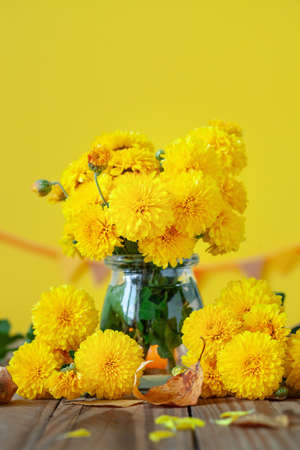 Bouquet of beautiful yellow chrysanthemums on wood table on yellow background. Autumn floral still life backgroundの写真素材