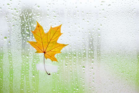 Yellow maple leaf on window glass with rain drops in the autumn rainy day, season is fall. Autumn seasonal backgroundの写真素材