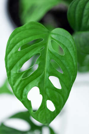 Monstera Monkey Mask or Monstera obliqua plant on a windowsill in a home interior. Minimalism conceptの写真素材