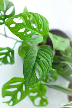 Monstera Monkey Mask or Monstera obliqua plant on a windowsill in a home interior. Minimalism conceptの写真素材
