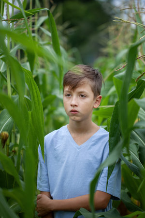 Portrait Child boy in a field in the countryside with green plants maize in summer day.の写真素材