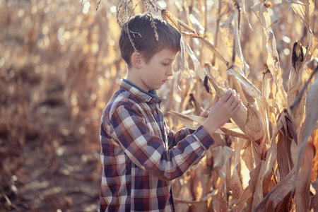 Child boy dressed in a plaid shirt on a field with corn in warm autumn day. The farmer's child holds corn in his hands. Kid having farming and gardening of vegetables. Harvest, Thanksgiving Day.の写真素材