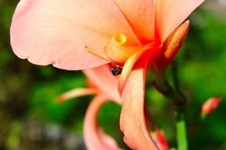 Close up flower and the beeの写真素材