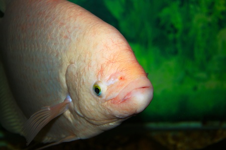 Aquarium fishの写真素材