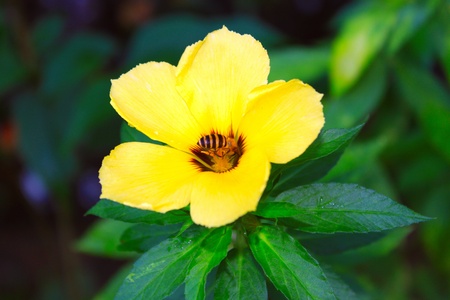 Flower and beeの写真素材