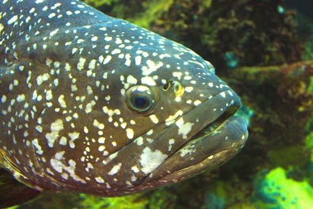 Aquarium fish (Grouper)