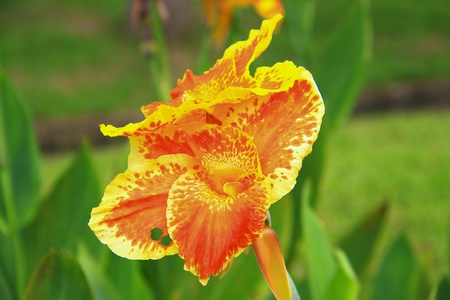 Flower 