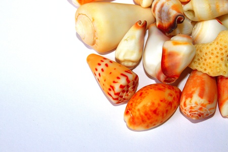 Sea shells with different pattern,color and size from tropical beach, Sabah, Malaysiaの写真素材
