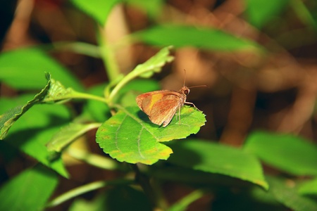 Borneo butterfly speciesの写真素材