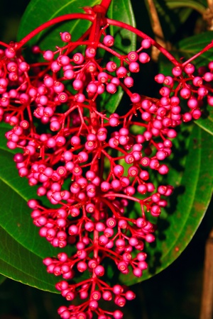 Tropical wild fruit grow in Sabah rainforestの写真素材