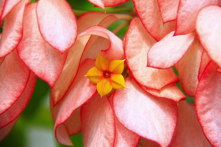 Tropical flower grow in Sabah (Borneo), Malaysiaの写真素材