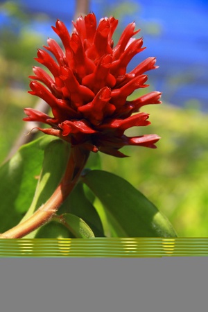 Tropical flower grow in Sabah (Borneo), Malaysia