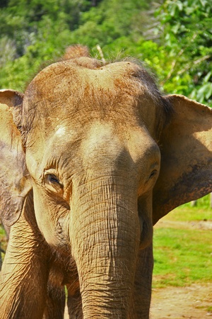 Borneo elephant at Lokawi Zoo, Sabah, Malaysiaの写真素材