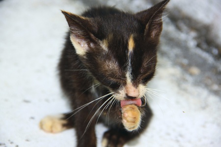 Kittenの写真素材