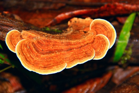 Wood fungus at Kawang Reserve Forest, Kinarut, Sabah, Malaysiaの写真素材